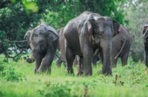 elefanti nella foresta nel viaggio in kerala in agosto con india magica tours